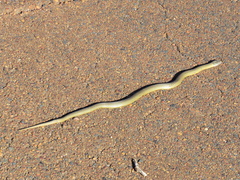 Elapognathus coronatus