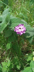 Lantana megapotamica