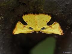 Corymica arnearia