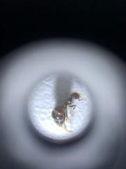 Nylanderia bourbonica