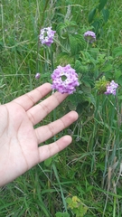 Lantana megapotamica