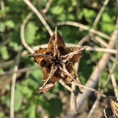 Hibiscus laevis