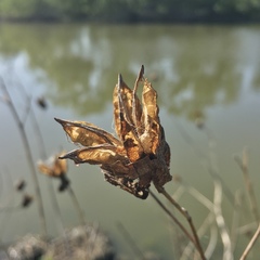 Hibiscus laevis