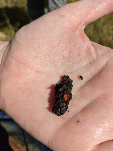 iNaturalist observation photo of Eyelash cups