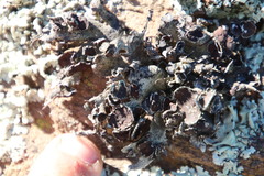 Xanthoparmelia hottentotta