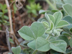 Indigofera tomentosa
