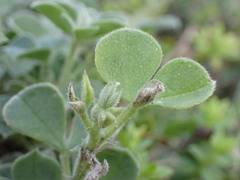 Indigofera tomentosa