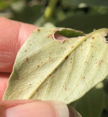 Uromyces viciae-fabae