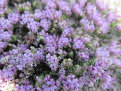 Aspalathus argyrella
