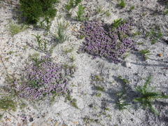 Aspalathus argyrella