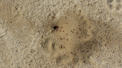 Pogonomyrmex californicus