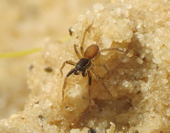 Trabeops aurantiacus