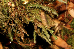 Cyathophorum bulbosum