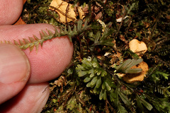 Cyathophorum bulbosum