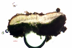Lecania cyrtella