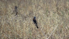Passerina caerulea