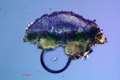 Lecania cyrtella