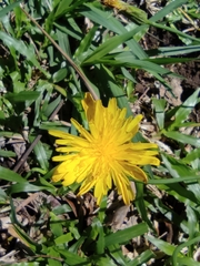 Taraxacum officinale