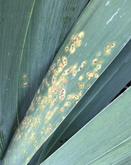 Puccinia iridis