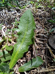 Taraxacum officinale