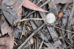 Mycena cystidiosa