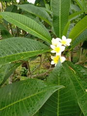 Plumeria obtusa