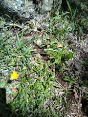 Taraxacum officinale