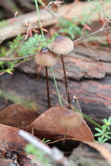 Mycena cystidiosa
