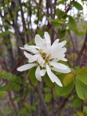 Amelanchier cusickii