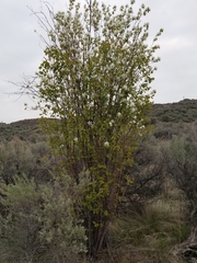 Amelanchier cusickii