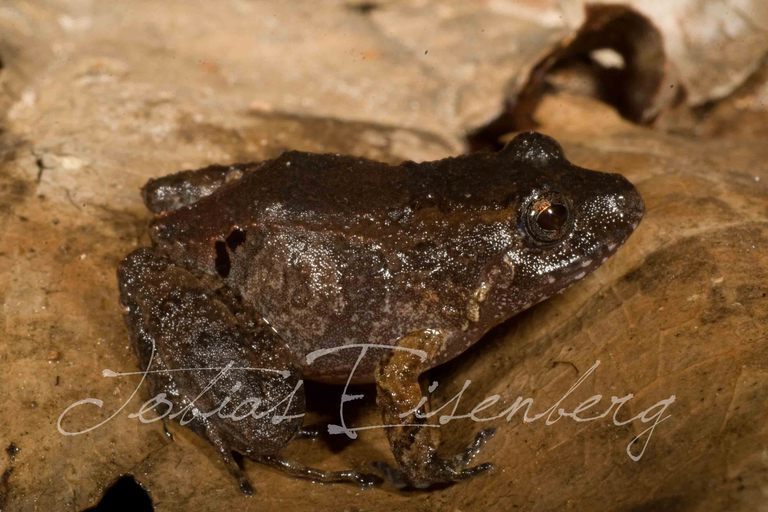 Black-Banded Robber Frog
