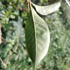Volkameria glabra