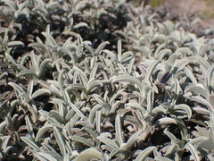 Achyranthemum argenteum