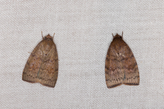 Austrocarea iocephala