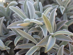 Achyranthemum argenteum