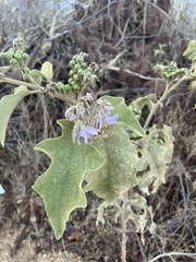 Solanum lanceolatum