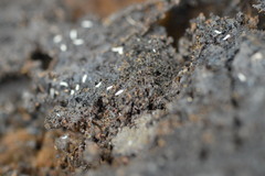 Pauropoda