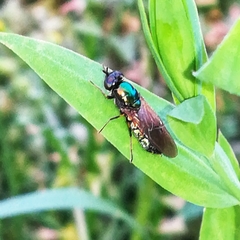 Chloromyia