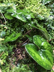 Asarum macranthum