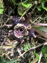 Asarum macranthum