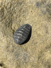 Chitonoidea