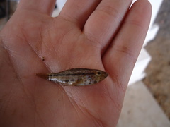 Paralabrax auroguttatus