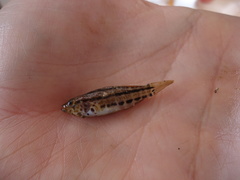 Paralabrax auroguttatus