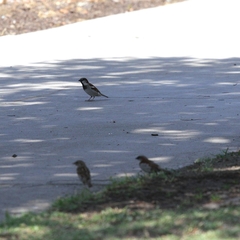 Passer domesticus