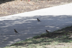 Passer domesticus