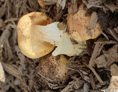 Armillaria luteobubalina