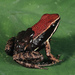 Sanguine Poison Frog - Photo (c) Santiago Ron, some rights reserved (CC BY-NC)