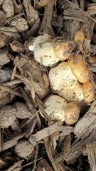Armillaria luteobubalina