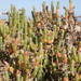 Salicornia littorea - Photo (c) Abdul-lateef Ismail, algunos derechos reservados (CC BY-NC), uploaded by Abdul-lateef Ismail