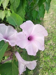 Ipomoea carnea